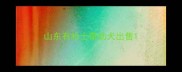 山东有哈士奇幼犬出售