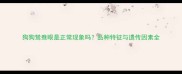 狗狗鸳鸯眼是正常现象吗品种特征与遗传因素全