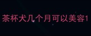 茶杯犬几个月可以美容