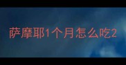 萨摩耶1个月怎么吃