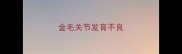 金毛关节发育不良
