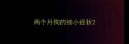 两个月狗的细小症状