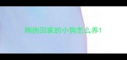 刚抱回家的小狗怎么养