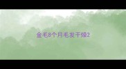 金毛8个月毛发干燥