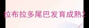 拉布拉多尾巴发育成熟