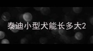 泰迪小型犬能长多大