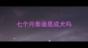 七个月泰迪是成犬吗