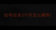 拉布拉多3个月怎么喂养