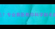 小泰迪几个月剃胎毛专业兽医教你科学剃毛的黄金期与注意事项