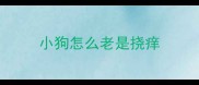 小狗怎么老是挠痒