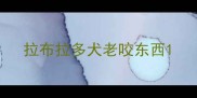 拉布拉多犬老咬东西