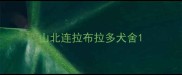 山北连拉布拉多犬舍