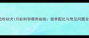 边牧幼犬1月龄科学喂养指南营养配比与常见问题全