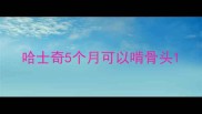 哈士奇5个月可以啃骨头