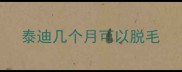 泰迪几个月可以脱毛