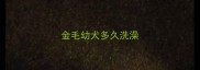 金毛幼犬多久洗澡