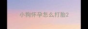 小狗怀孕怎么打胎