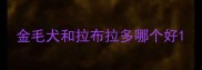 金毛犬和拉布拉多哪个好