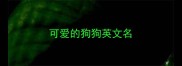 可爱的狗狗英文名