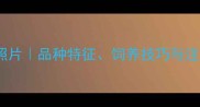 大哈士奇真实照片品种特征饲养技巧与注意事项全指南