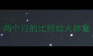 两个月的比特幼犬体重