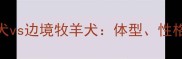 金毛寻回犬vs边境牧羊犬体型性格及饲养全