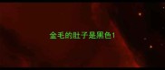 金毛的肚子是黑色