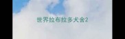世界拉布拉多犬舍