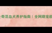 全网最全柯基哈士奇混血犬养护指南全网萌宠颜值天花板养成记