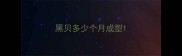 黑贝多少个月成型