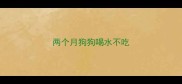 两个月狗狗喝水不吃