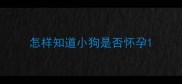 怎样知道小狗是否怀孕