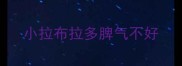 小拉布拉多脾气不好
