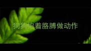狗狗抱着胳膊做动作