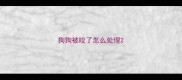 狗狗被咬了怎么处理