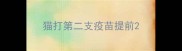 猫打第二支疫苗提前