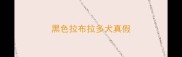 黑色拉布拉多犬真假