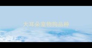 大耳朵宠物狗品种