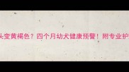 边牧鼻头变黄褐色四个月幼犬健康预警附专业护理指南