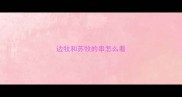 边牧和苏牧的串怎么看