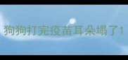 狗狗打完疫苗耳朵塌了