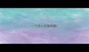一个月小奶猫眼睛