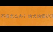 宠物疫苗后食欲不振怎么办幼犬幼猫护理全攻略来啦
