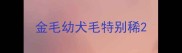 金毛幼犬毛特别稀