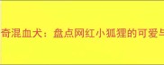 茶杯犬哈士奇混血犬盘点网红小狐狸的可爱与养护全攻略