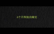 6个月狗独自睡觉