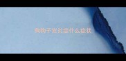 狗狗子宫炎症什么症状