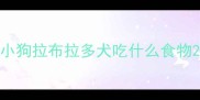 小狗拉布拉多犬吃什么食物