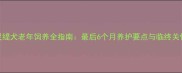 灵缇犬老年饲养全指南最后6个月养护要点与临终关怀