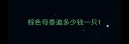 棕色母泰迪多少钱一只